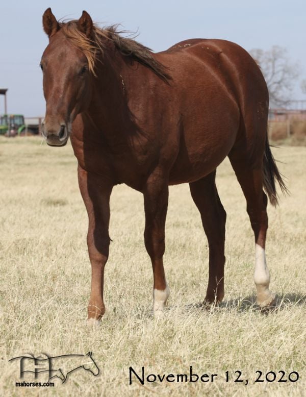 Miss Smotrix's 2019 Red Colt